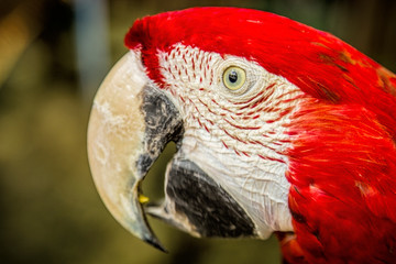 Fototapeta premium Parrot with a bright plumage. Lovely beautiful bird. Beak, feathers, portrait, cute, funny parrot