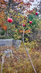 Apples in the garden
