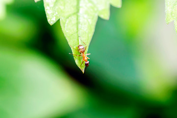 Ant on a green leaf close-up macro photo