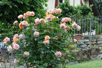 Beautiful bush full of yellow and pink roses in the garden yard