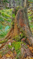 Old Tree stump in the forest