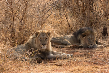 Portrait of a pair of male lions in the forest