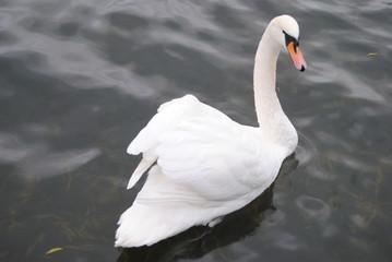 Cisne en medio de un lago