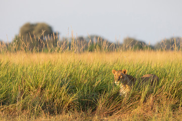 Lioness looking though the long grass