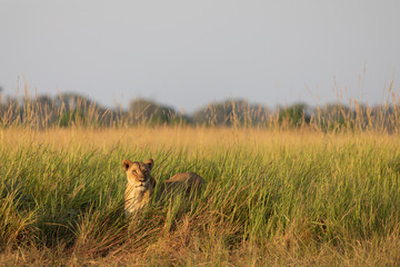 Lion looking at river through the long grass