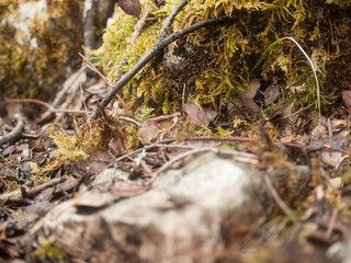 landscape of moss on stone in autumn