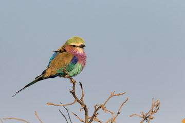 lilac breasted roller on perch