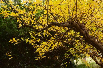 Pomegranate Yellow Leaves / Pomegranates are deciduous trees that fall beautifully in autumn. fruits are ornamental, edible and medicinal.