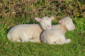 Cute November Lambs lying in the dorset sun together