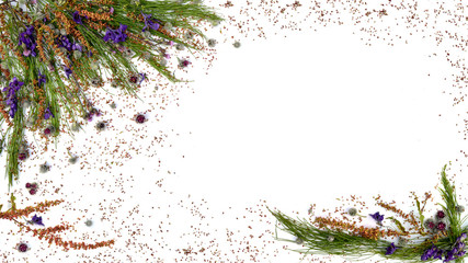 Isolated medical herbs from horsetail, thistle, sorea, rumex on a white background.