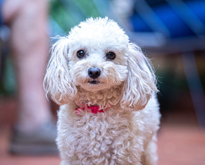 dog poodle white style front face