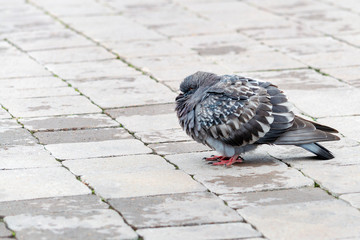 Obraz premium Beautiful dove hid its head in feathers. Frozen in city park. Top side view.