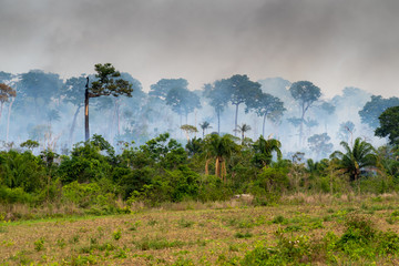 Amazon rainforest burning in illegal fire with giant trees and pasture in Para State, Brazil. Concept of deforestation, environmental crime, environment, global warming, forest, and climate change.
