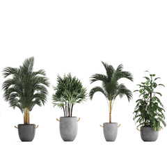 3d illustration of palm trees in a pot on a white background