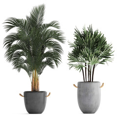 palm trees in a pot on a white background