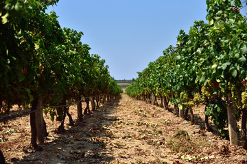 Fototapeta na wymiar View of the rows of vine plants.