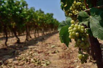 View of the rows of vine plants