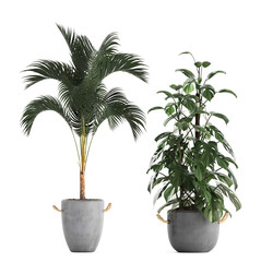 Obraz premium palm trees in a pot on a white background