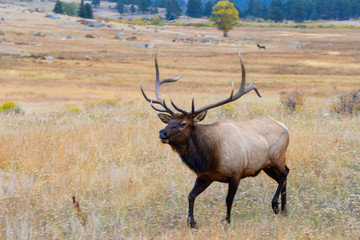 Elk Herd on a Beautiful Rocky Mountain Evening