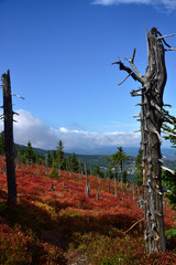 Obraz premium Autumn view of the Polish Giant Mountains 