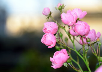 rosa hybrid rosacea
