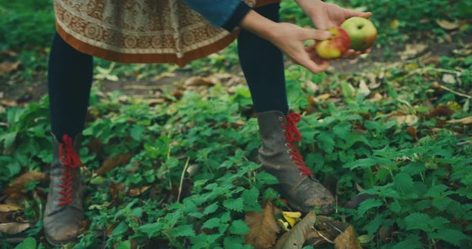 Young woman picking up apples from the ground in orchard