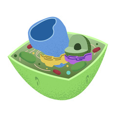 The insides of a Plant Cell