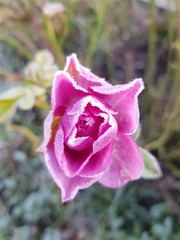 Obraz na płótnie Canvas pink rose in the garden