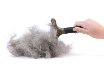 dog shedding pile of fur