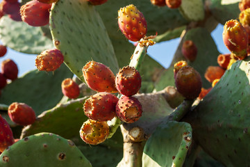 Prickly pear fruits. Opuntia aciculata.