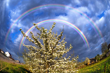  Apple blossom clouds storm