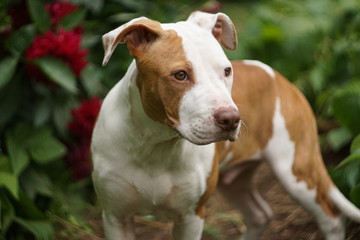 Pitbull puppy