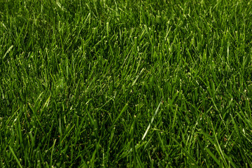 Obraz premium Green grass natural texture background. Lawn backdrop.