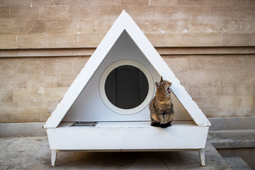 A street cat yawns at the door of a cat house. Caring for homeless pets concept. There are many houses for homeless cats in the streets of Baku.
