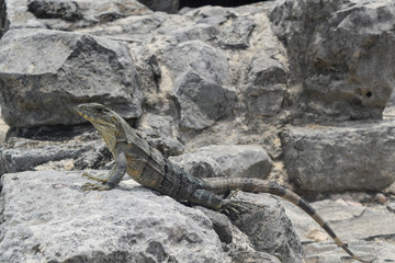 Iguana