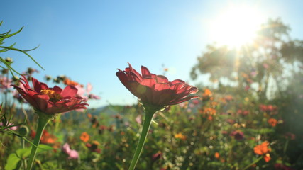 Naklejka premium red flowers on background of blue sky