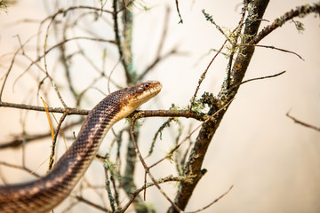 close up and selective focus view of rat snake on head, the snake crawls on the dry twigs, reptiles on the tree branches.