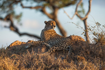 Cheetah lying on termite mound in evening light