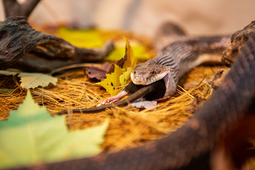 close up and selective focus on rat snake trying to devour big grey rat, swallow whole the prey on...