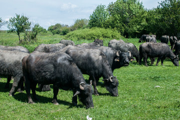 Black Mediterranean water buffaloes herd grazing on green grass