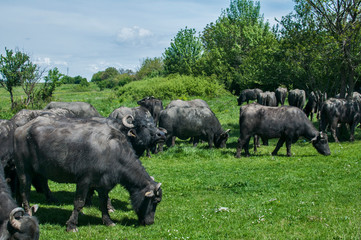 Black Mediterranean water buffaloes herd grazing on green grass