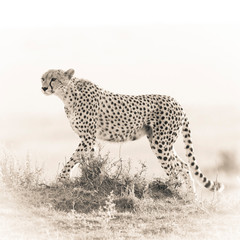 Sepia toned hi key cheetah