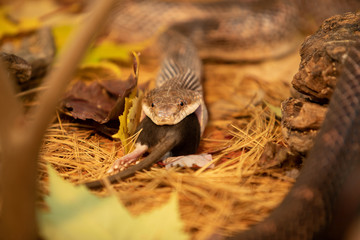 close up and selective focus on rat snake trying to devour big grey rat, on the forest ground with lot of Maple leaves, dry pine needles and rocks.
