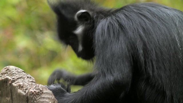 This close up video shows a small wild Francois' Langur bearded monkey grooming and then catching a fly mid air.