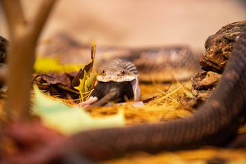 close up and selective focus on rat snake face during, trying to devour big grey rat, on the forest ground with a lot of Maple leaves, dry pine needles, and rocks.
