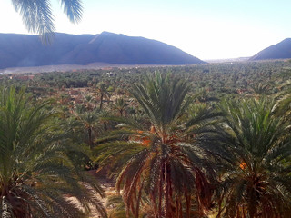 A view from above of the palm trees and the mountains in the oasis of Figuig in Morocco 