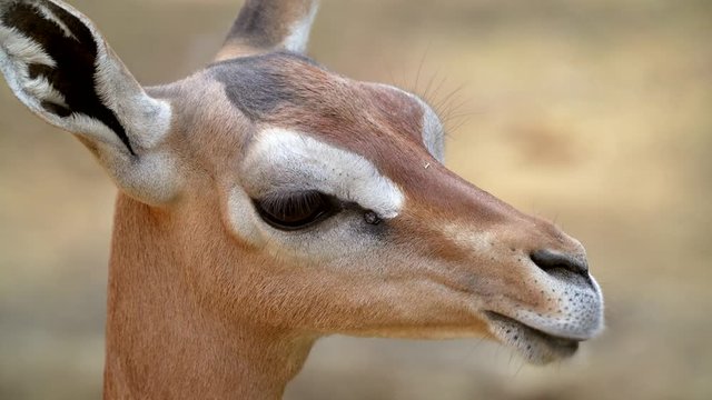 This close up side view video shows a cute long neck gerenuk antelope eating leaves in Africa on a sunny day.