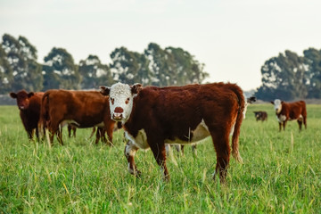 Fototapeta na wymiar Steers fed on natural grass, Buenos Aires Province, Argentina