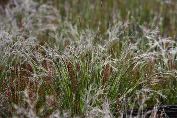 Dew Drops Cling To Tall Grasses