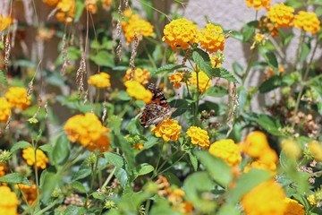 Butterfly in the garden between yellow flowers